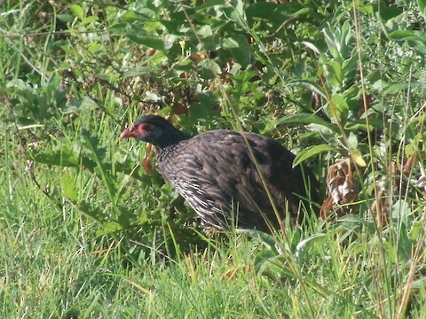 Red-necked Spurfowl - ML616368351