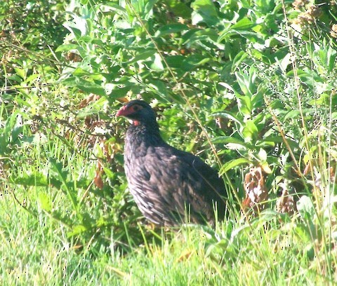 Red-necked Spurfowl - ML616368356