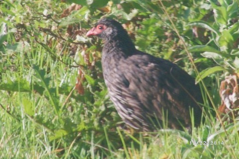Red-necked Spurfowl - ML616368358