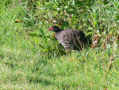 Red-necked Spurfowl - ML616368376