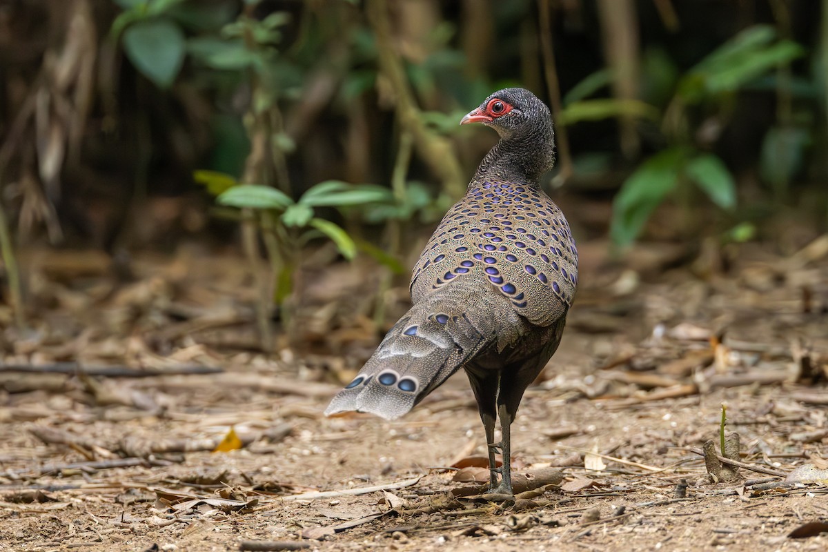 Germain's Peacock-Pheasant - Carolien Hoek