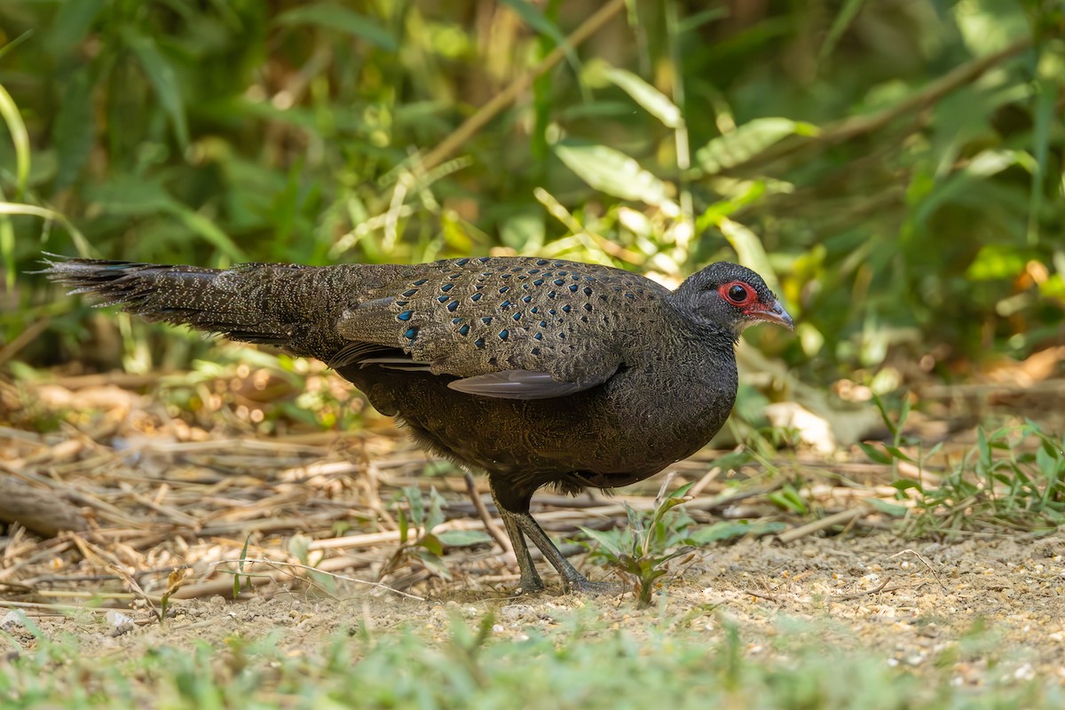 Germain's Peacock-Pheasant - Carolien Hoek