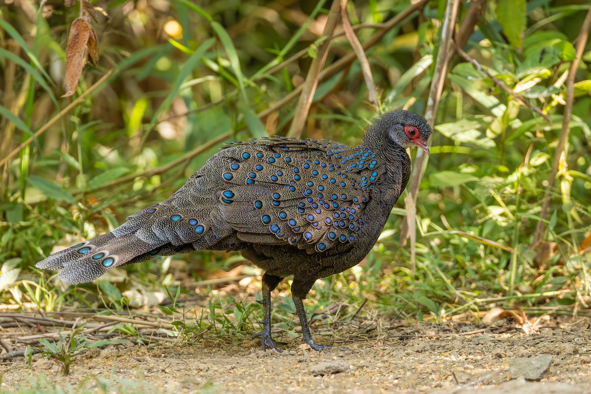 Germain's Peacock-Pheasant - ML616368647
