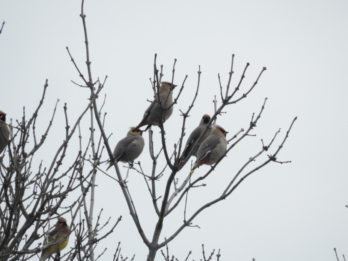 Bohemian Waxwing - Andy McGivern