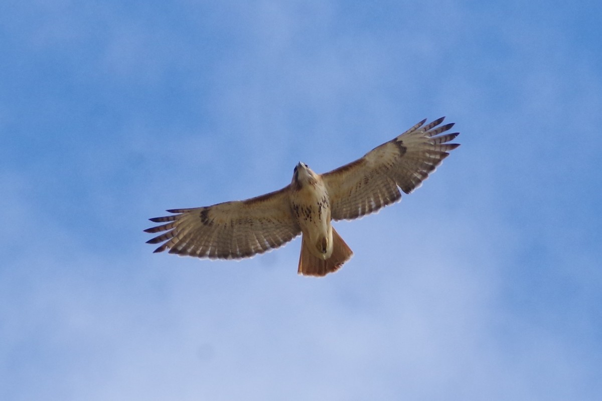 Red-tailed Hawk (borealis) - Aidan Flinn