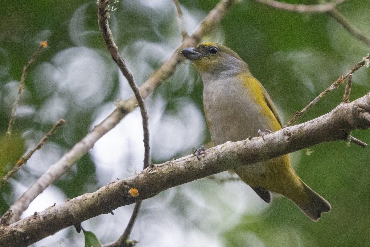 Green-throated Euphonia - Ted Kavanagh