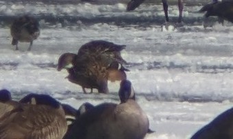 Blue-winged Teal - ML616368744