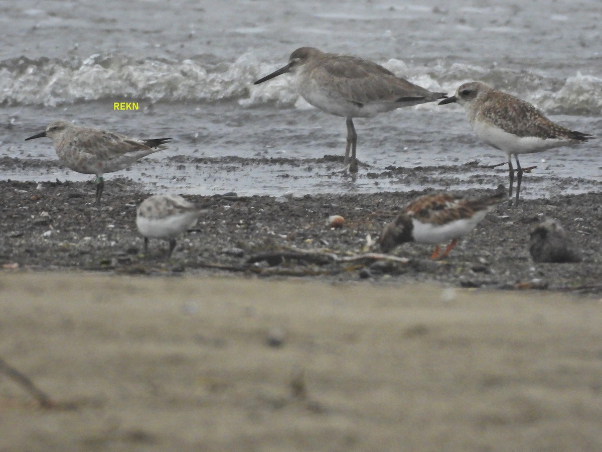 Red Knot - ML616368768