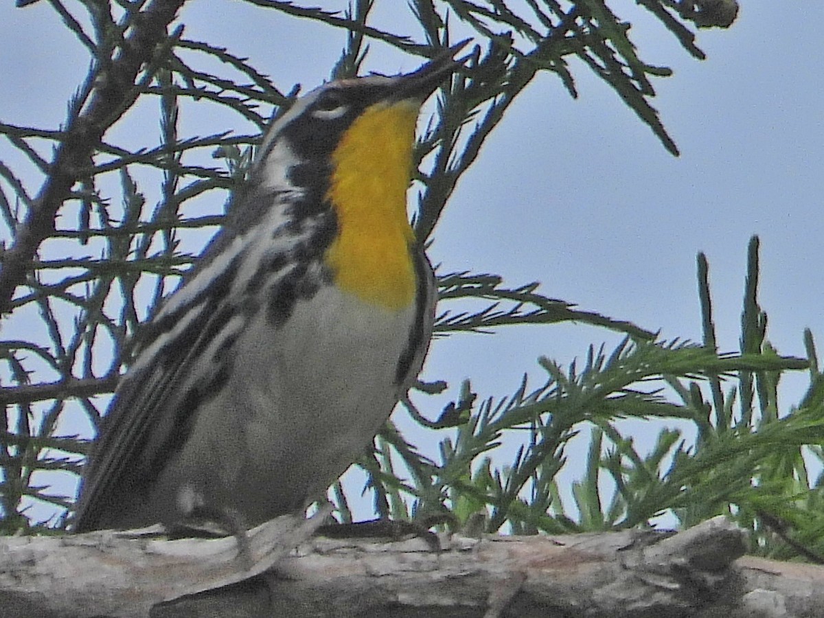 Yellow-throated Warbler - ML616368875