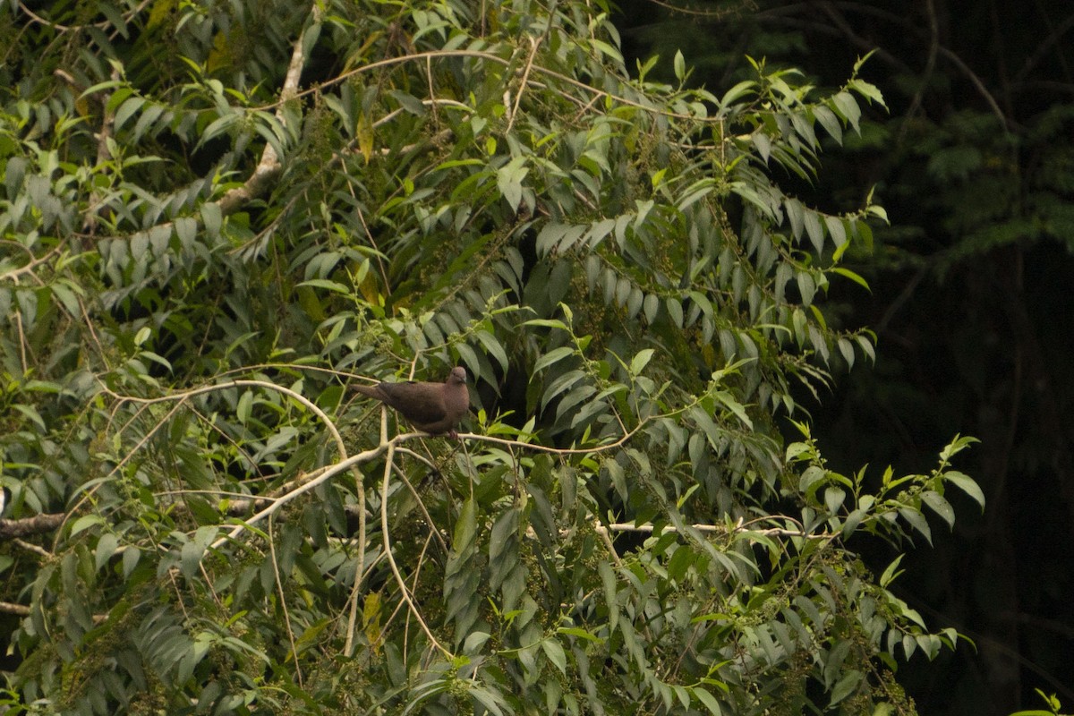 holub krátkozobý - ML616369016