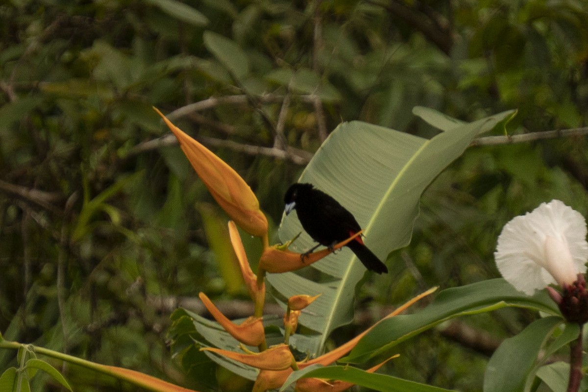 Tangara à croupion rouge (costaricensis) - ML616369038