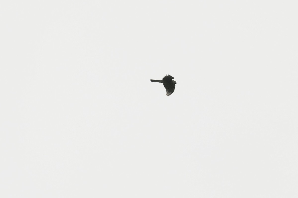 Eurasian Sparrowhawk - ML616369044