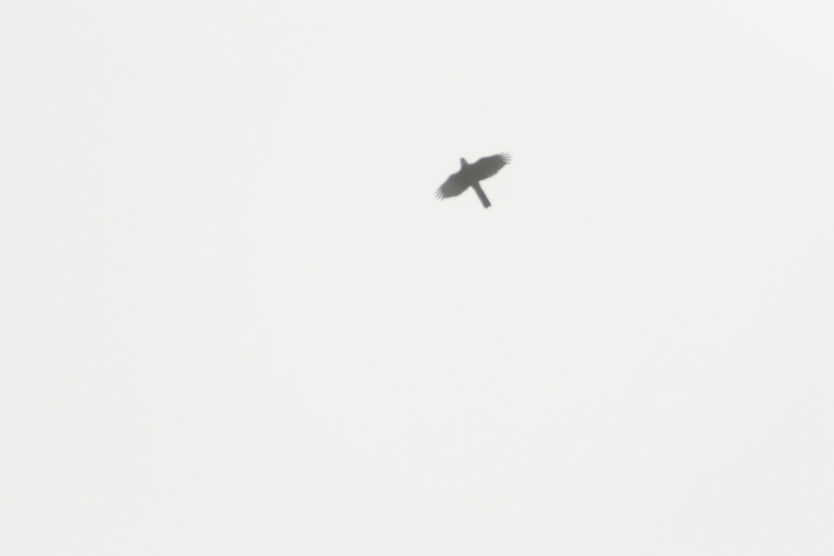 Eurasian Sparrowhawk - ML616369047