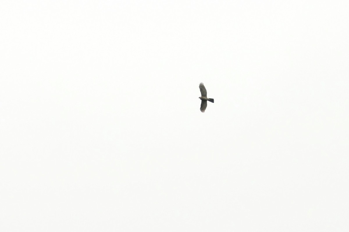 Eurasian Sparrowhawk - ML616369059