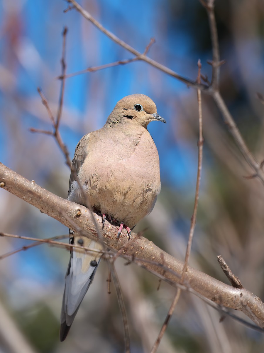 Ebird Checklist Mar Oakville Bronte Marsh Species