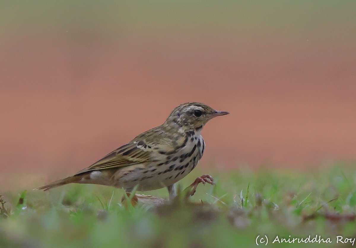 Olive-backed Pipit - ML616369198