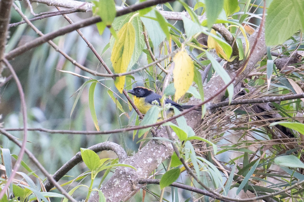 Yellow-breasted Brushfinch (nigrifrons) - John C. Mittermeier