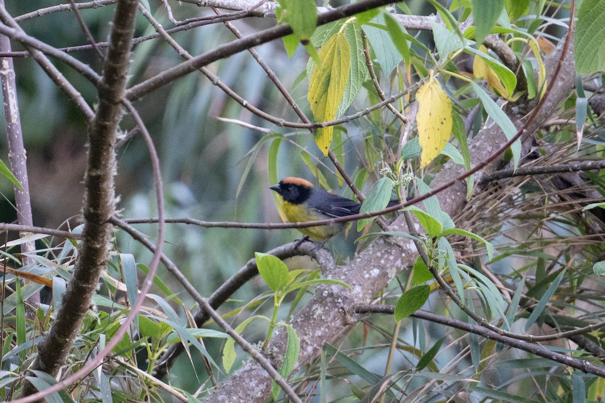 Yellow-breasted Brushfinch (nigrifrons) - John C. Mittermeier