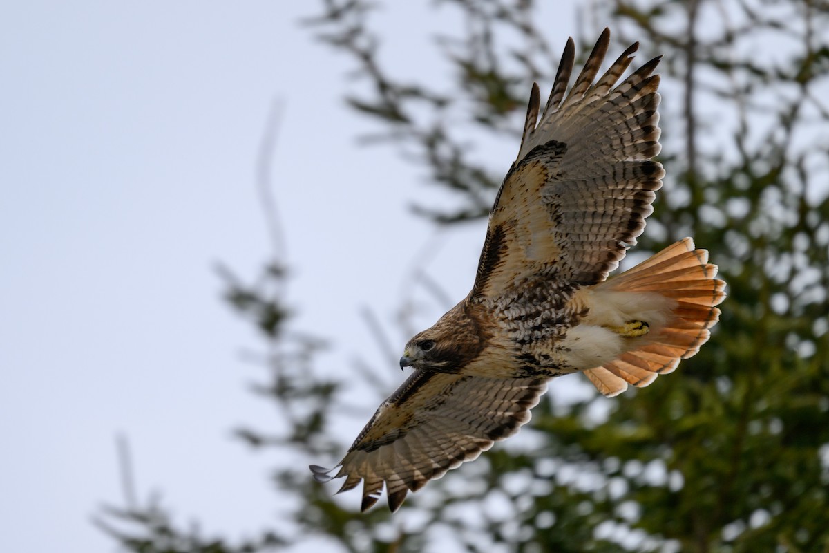 Red-tailed Hawk (abieticola) - ML616369483