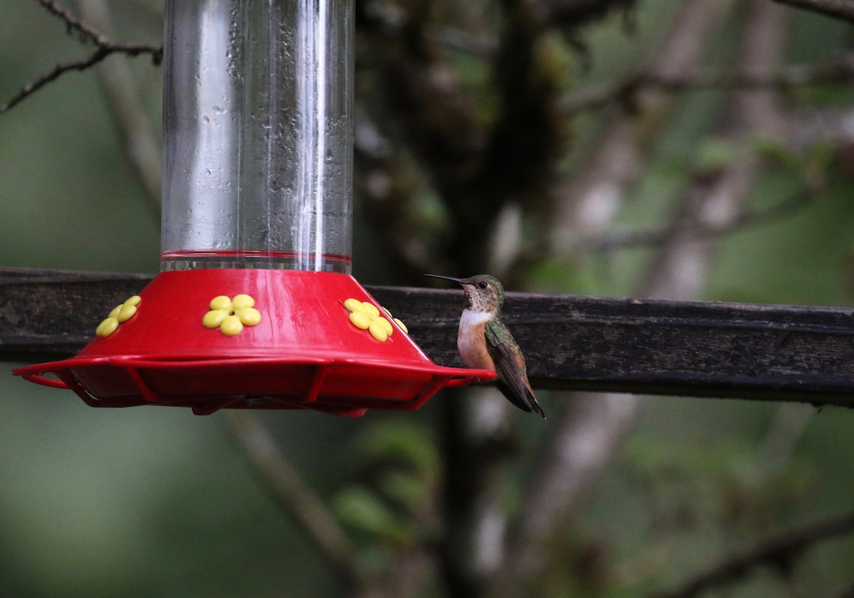 Rufous Hummingbird - ML61636951