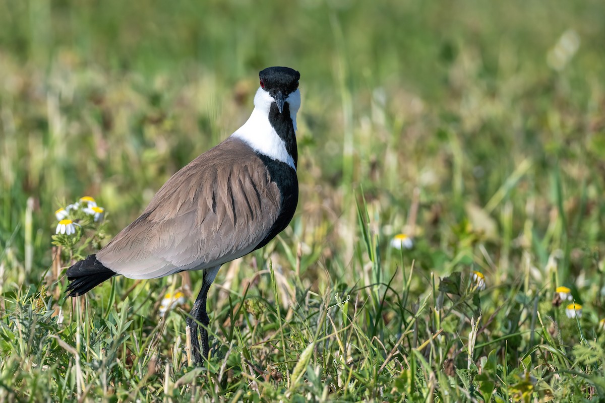 Spur-winged Lapwing - ML616369511