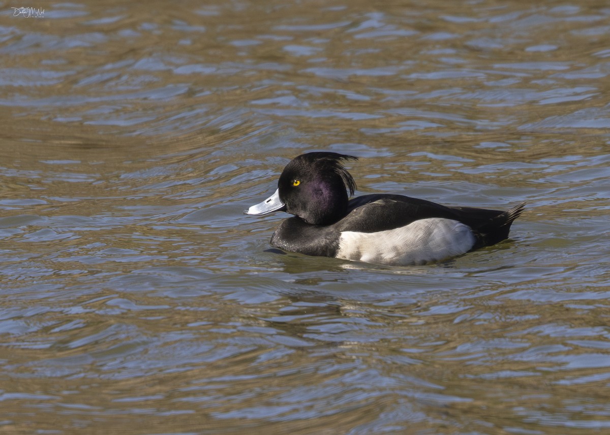 Tufted Duck - ML616369516