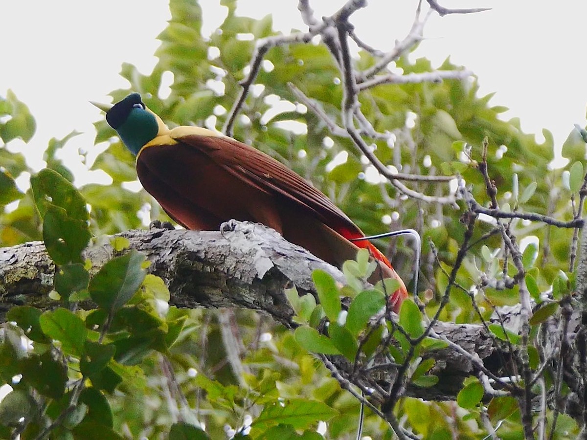 Red Bird-of-Paradise - ML616369527