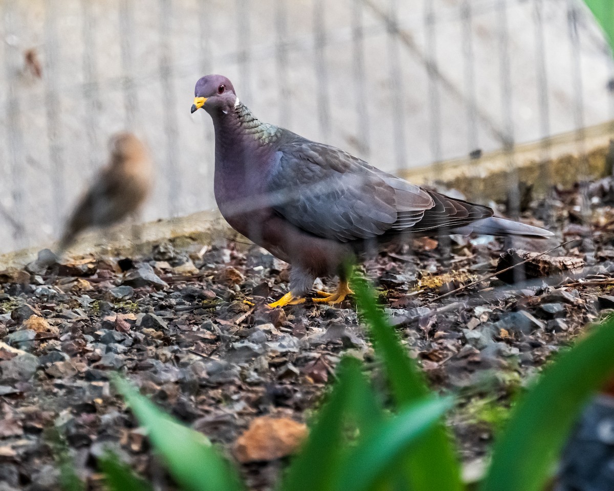 Band-tailed Pigeon - ML616369541