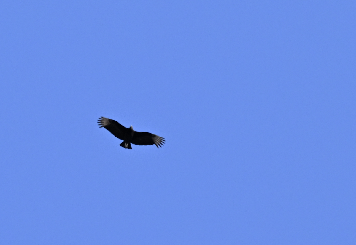 Black Vulture - ML616369564
