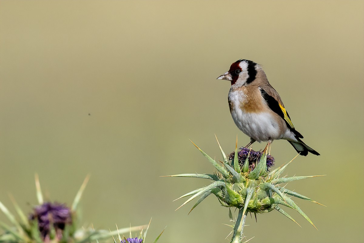 European Goldfinch - Eren Aksoylu