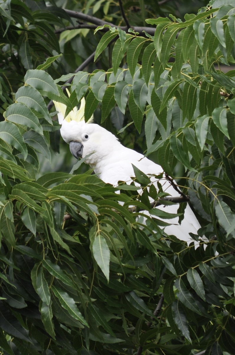 Sulphur-crested Cockatoo - Anne Toews