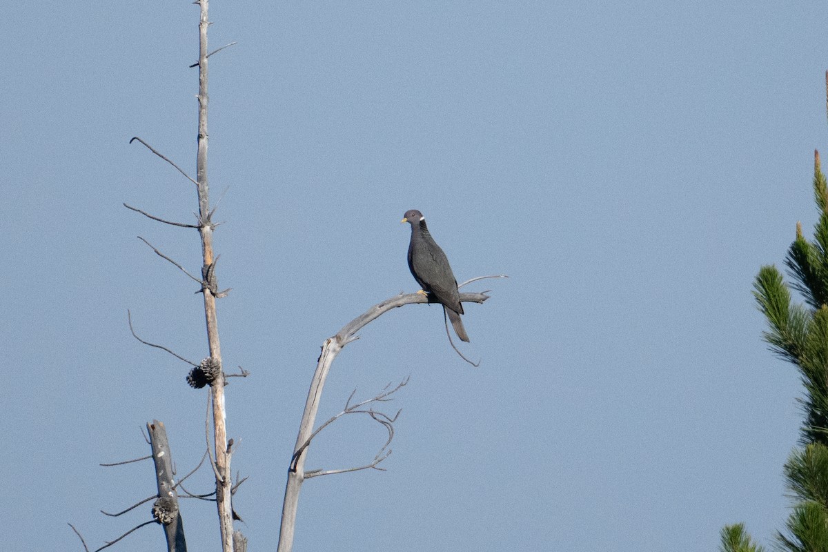 Band-tailed Pigeon - ML616369643