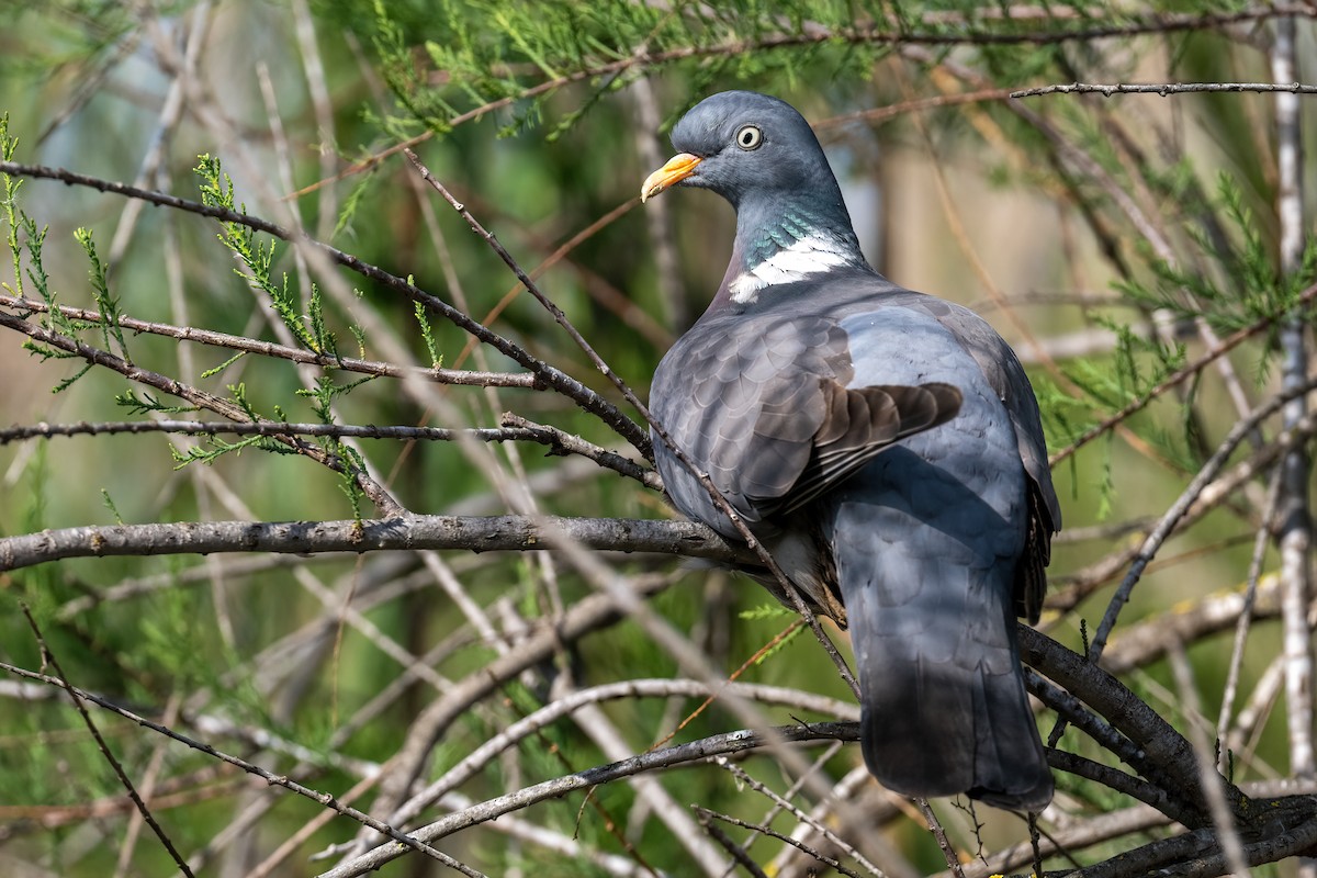Common Wood-Pigeon - ML616369787