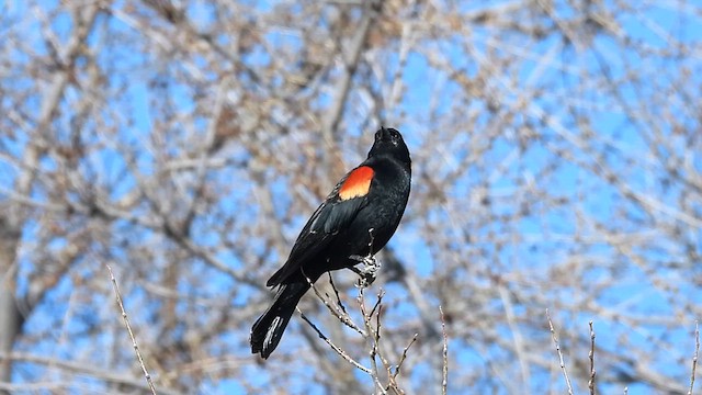 Red-winged Blackbird - ML616369817