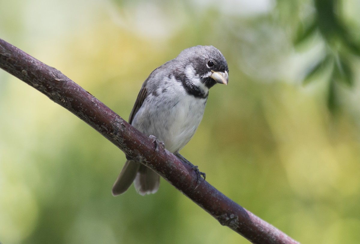 Double-collared Seedeater - ML616369829