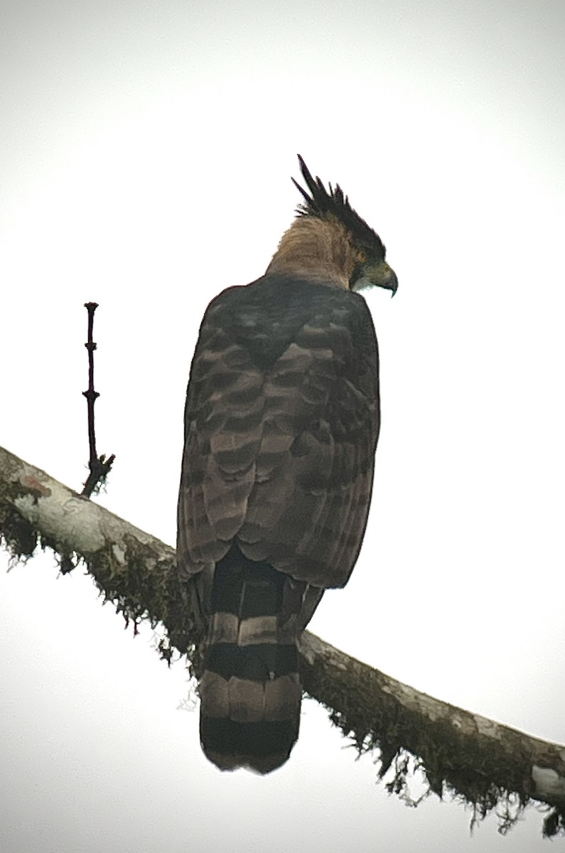Ornate Hawk-Eagle - ML616369868