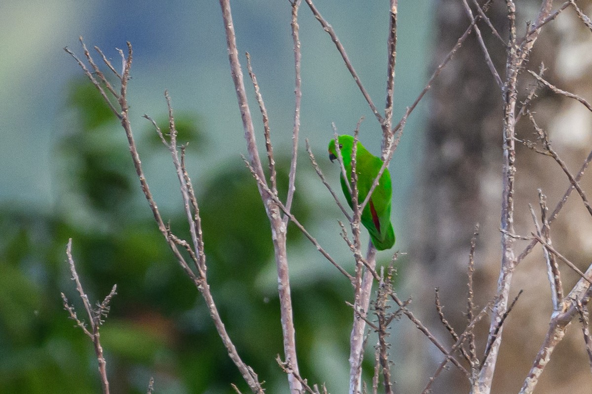 Sulawesi Hanging-Parrot - ML616369895