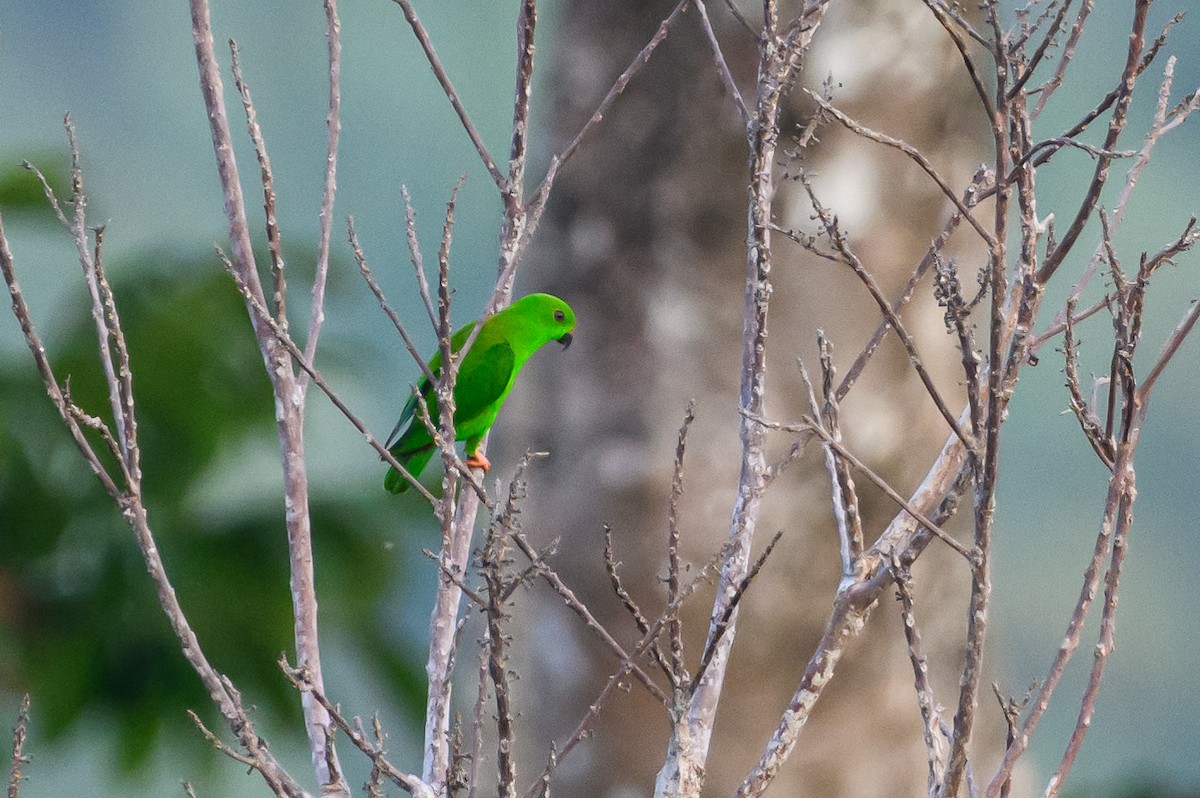 Sulawesi Hanging-Parrot - Stephen Davies