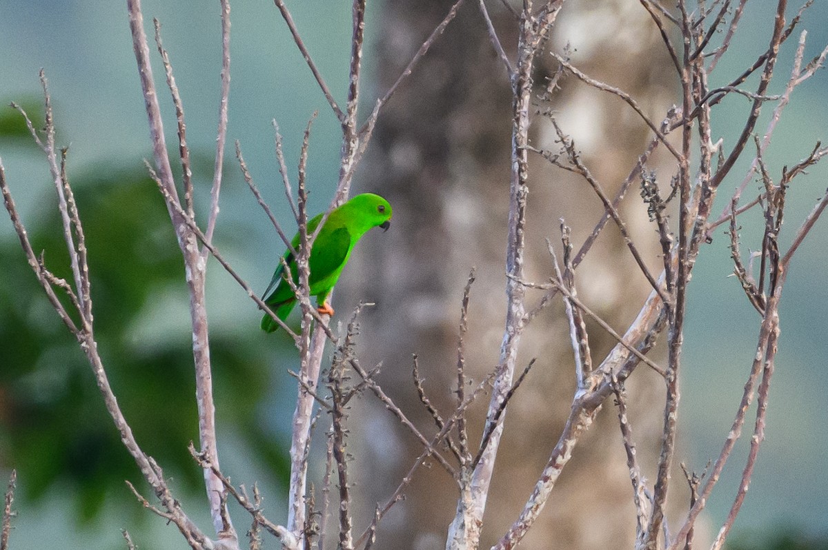 Sulawesi Hanging-Parrot - Stephen Davies
