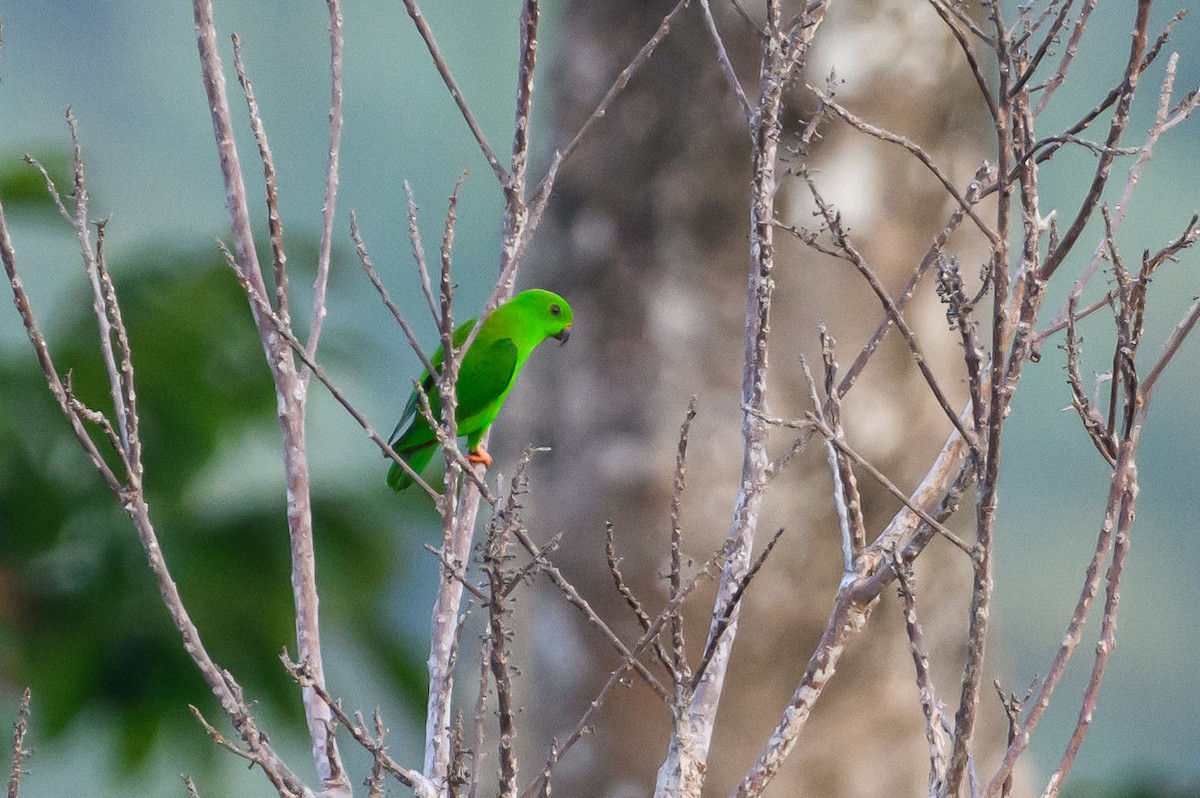 Sulawesi Hanging-Parrot - ML616369898