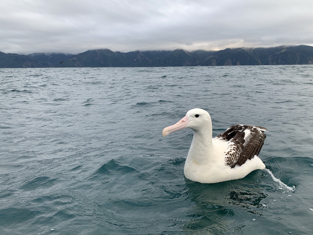 Southern Royal Albatross - Casper (Philip) Leygraaf