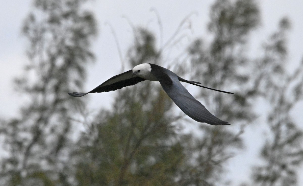 eBird Checklist - 23 Mar 2024 - Swallow -Tailed Kite Sighting - 5 species