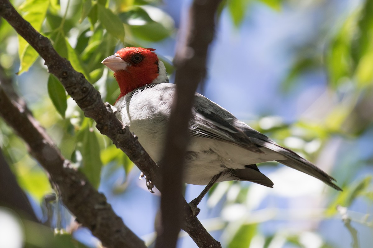 Red-crested Cardinal - ML616370127