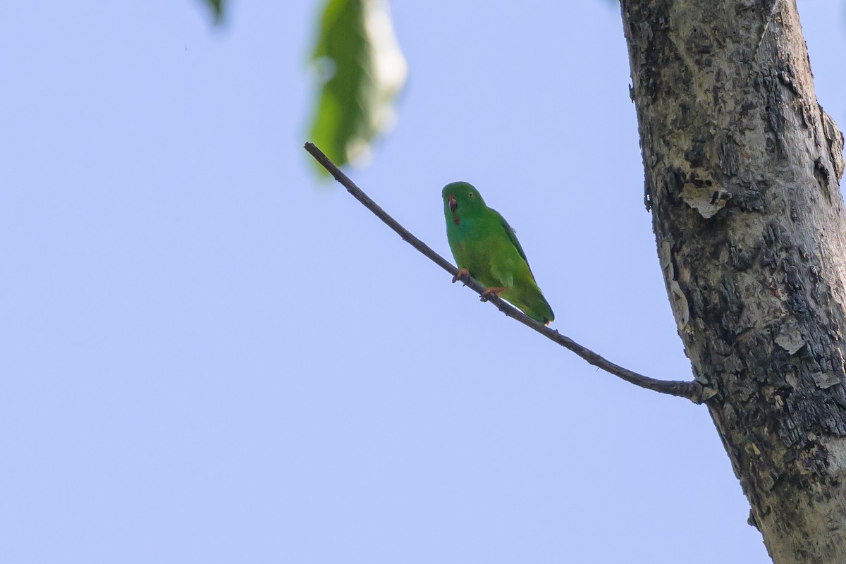 Pygmy Hanging-Parrot - ML616370129