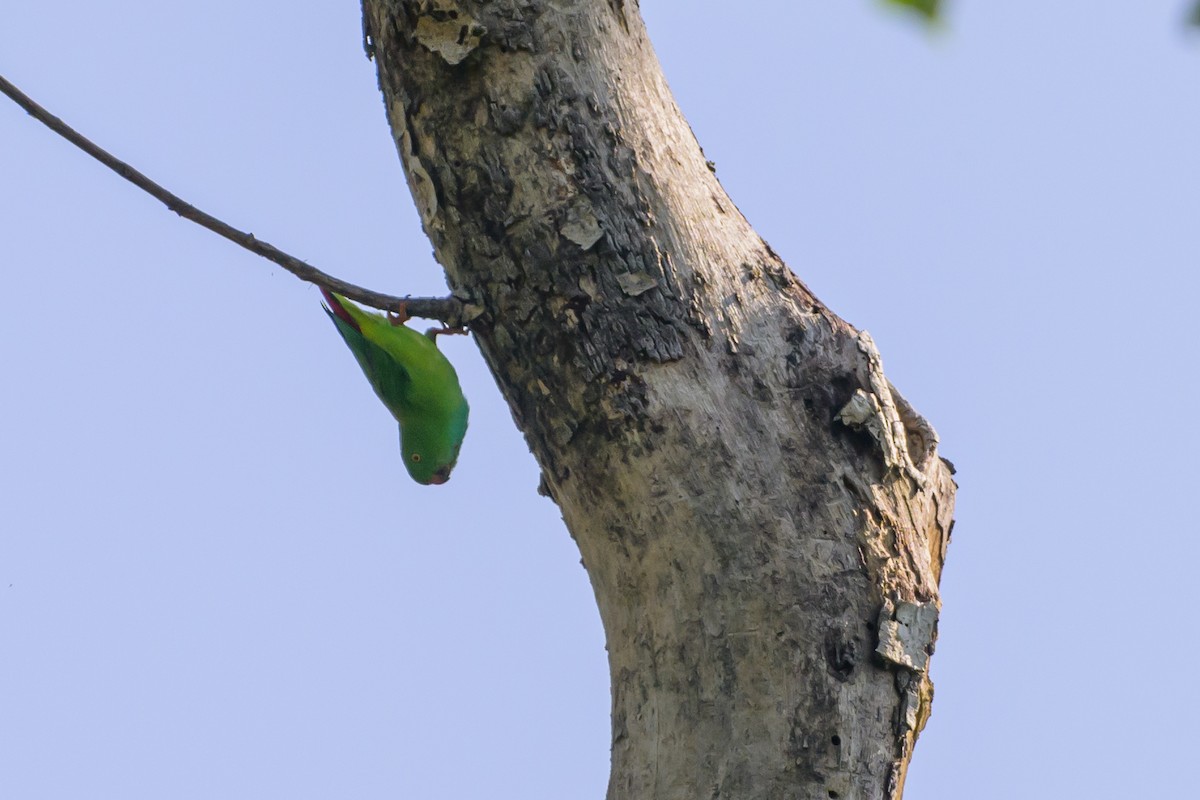 Pygmy Hanging-Parrot - ML616370132