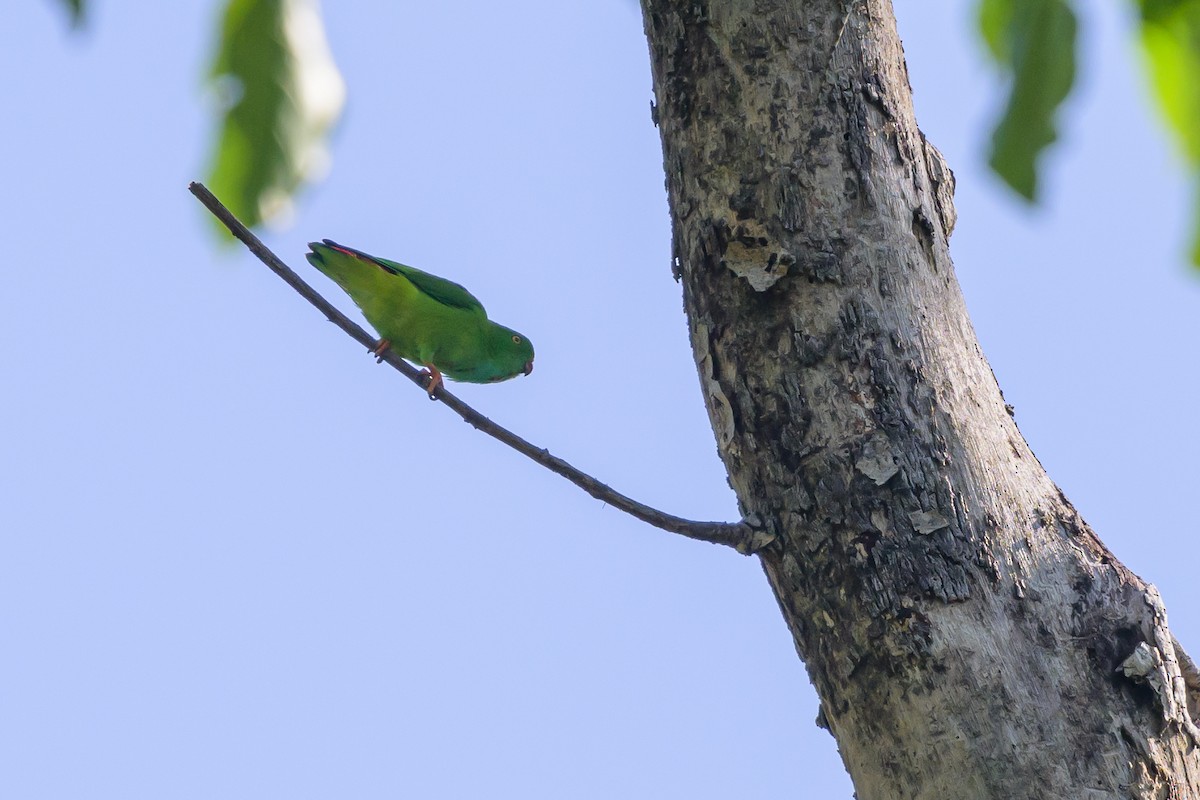 Pygmy Hanging-Parrot - ML616370135