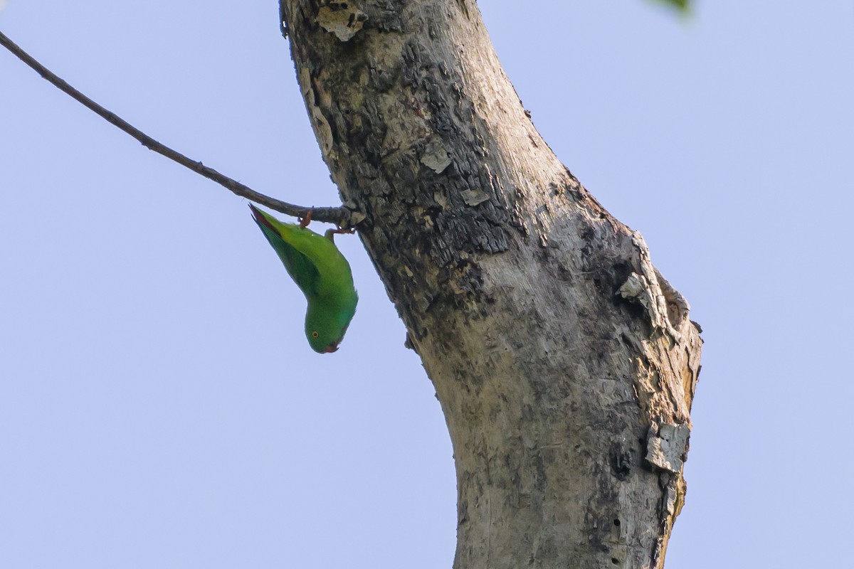 Pygmy Hanging-Parrot - ML616370137