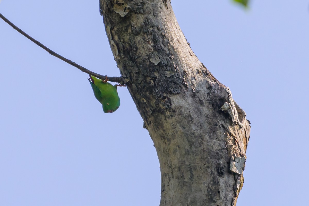 Pygmy Hanging-Parrot - ML616370138