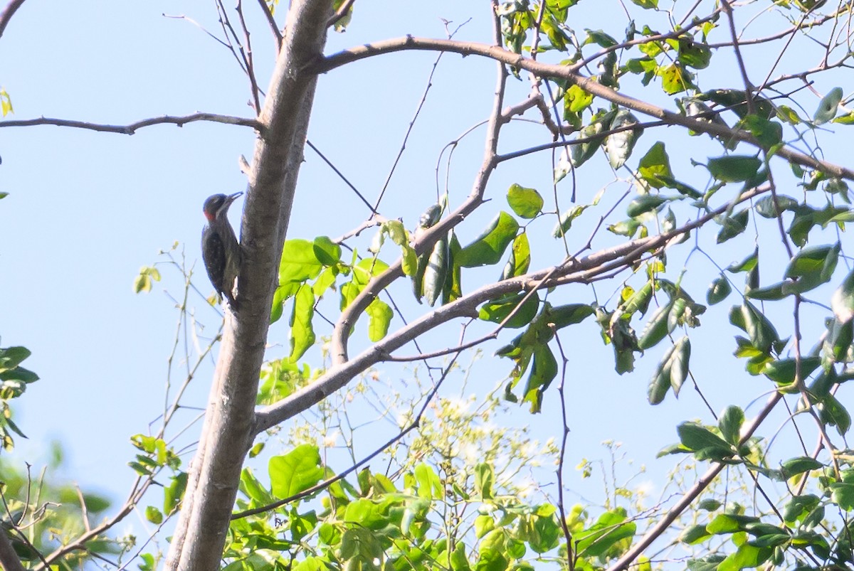 Sulawesi Pygmy Woodpecker - ML616370146