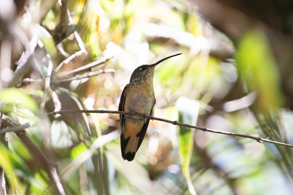 kolibřík aksamitový - ML616370167